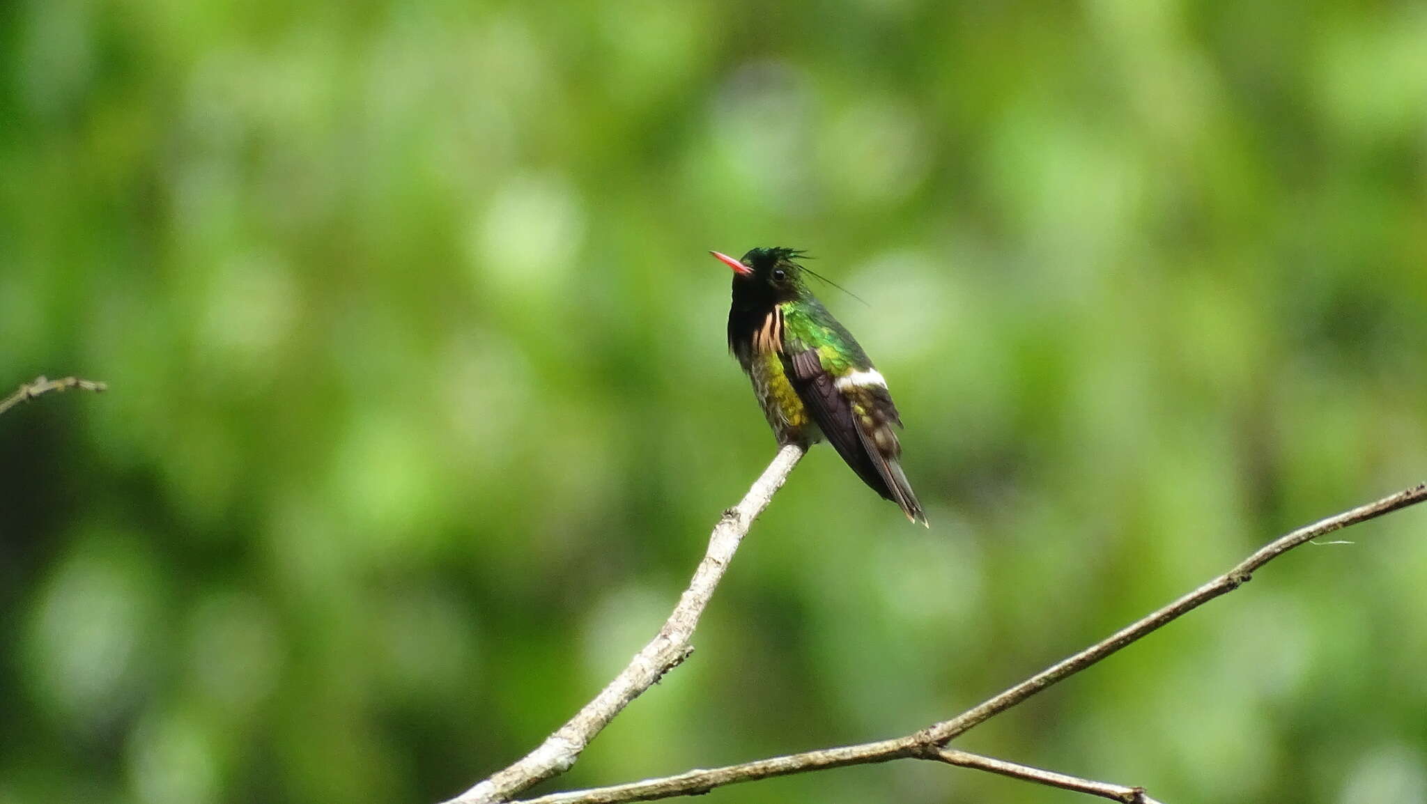 Lophornis helenae (Delattre 1843) resmi