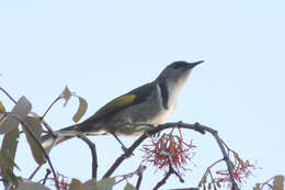 Image of Crescent Honeyeater