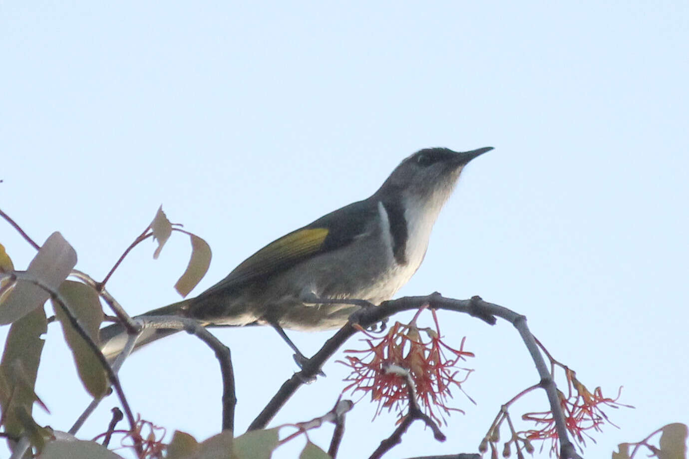 Image of Crescent Honeyeater