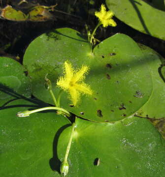 Image of Nymphoides forbesiana (Griseb.) Hand.-Mazz.