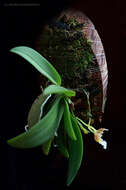 Image of mule-ear orchid