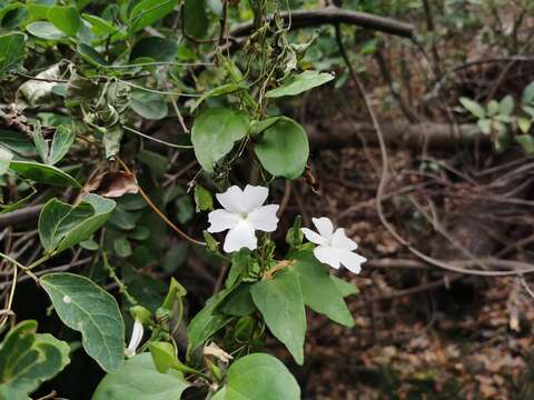 Image of Thunbergia laevis Wall. ex Nees