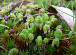 Image of Asterella drummondii (Taylor) R. M. Schust. ex D. G. Long