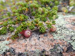 Image of purple crowberry