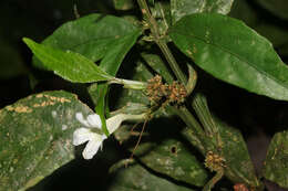 صورة Ruellia terminalis (Nees) D. C. Wassh.