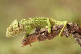 Image de Caméléon commun