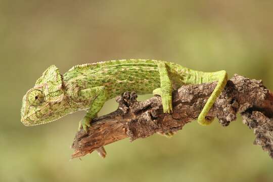 Image de Caméléon commun