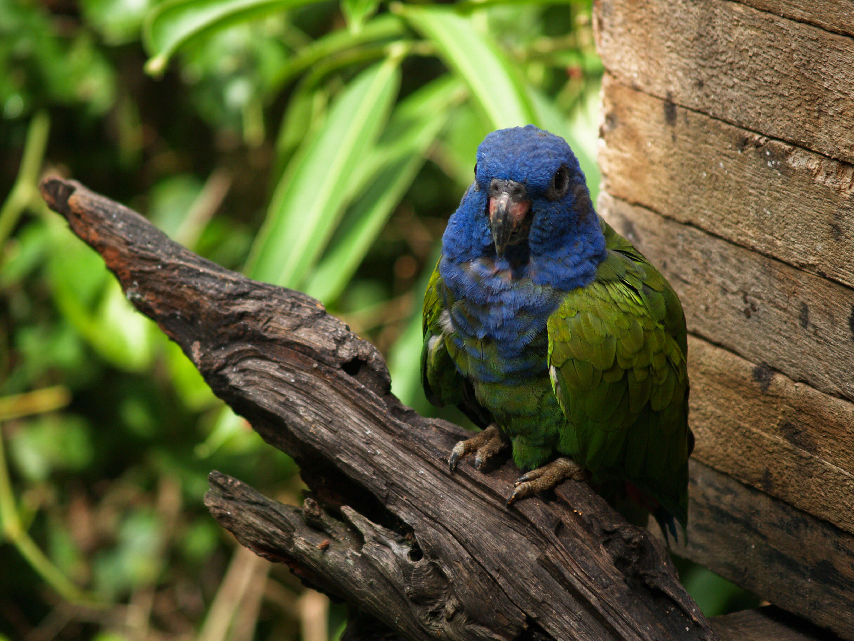 Image of Pionus Wagler 1832