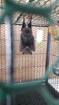 Image of Marianas Flying Fox