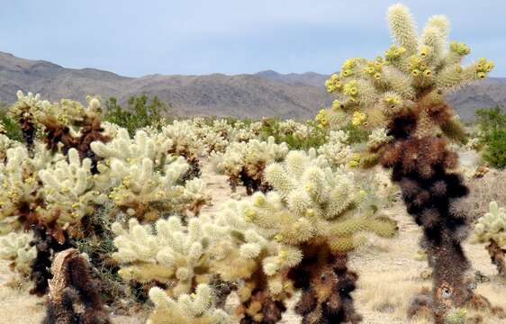 Image of teddybear cholla