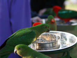 Image of Australian King Parrot