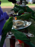 Image of Australian King Parrot