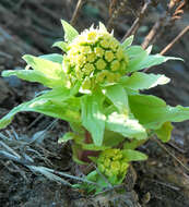 Image of butterbur