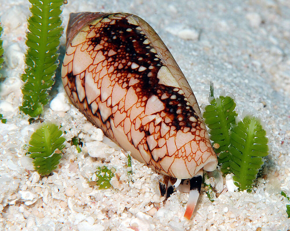 Image of Conus legatus Lamarck 1810