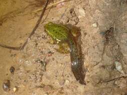 صورة Pelophylax esculentus