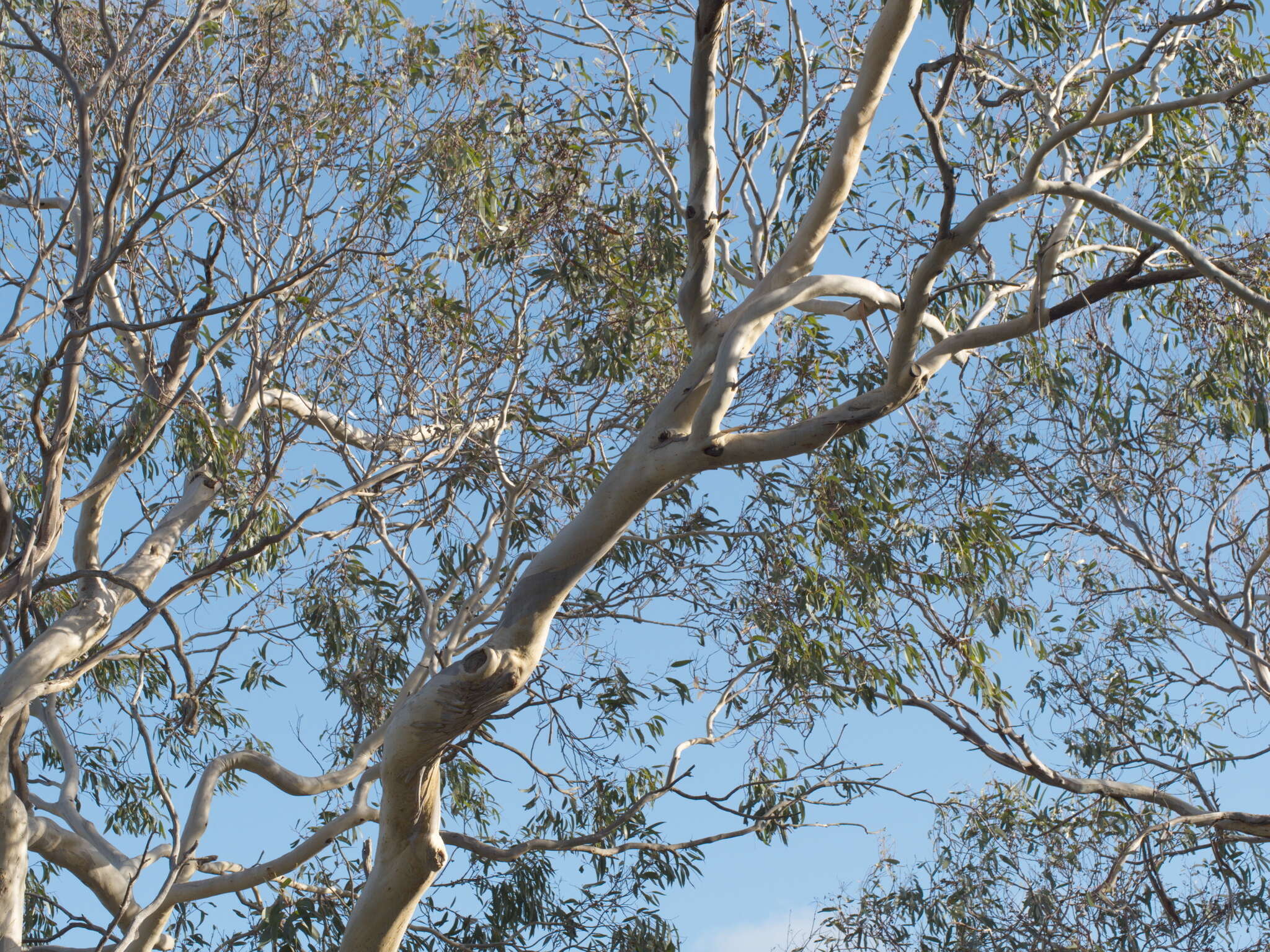 Plancia ëd Eucalyptus pauciflora subsp. pauciflora