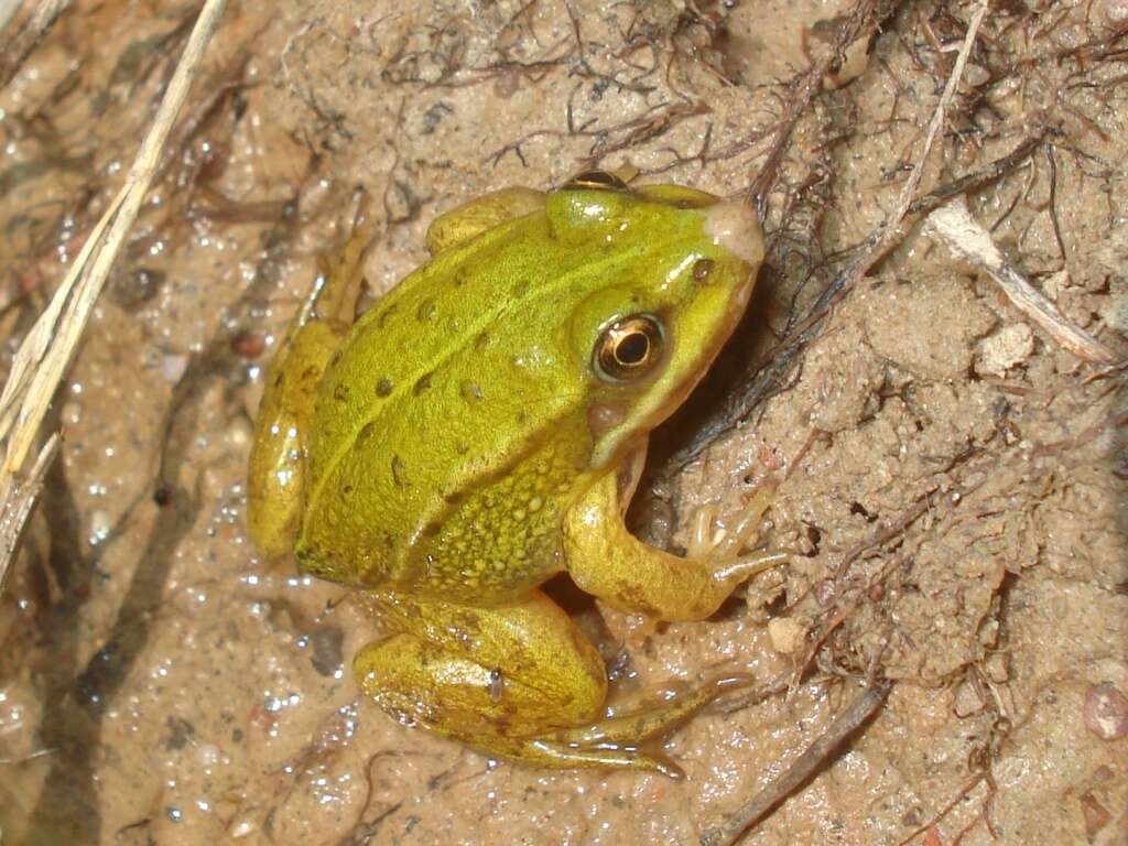 Image de Petite grenouille verte