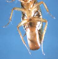 Image of German Cockroach