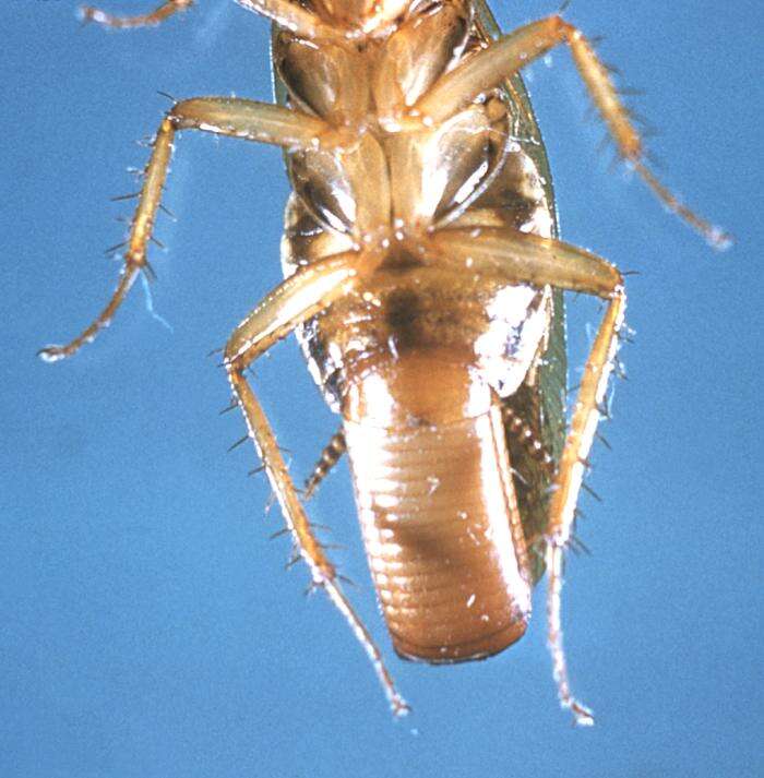 Image of German Cockroach