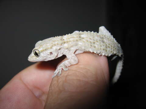 Image of American Wall Gecko