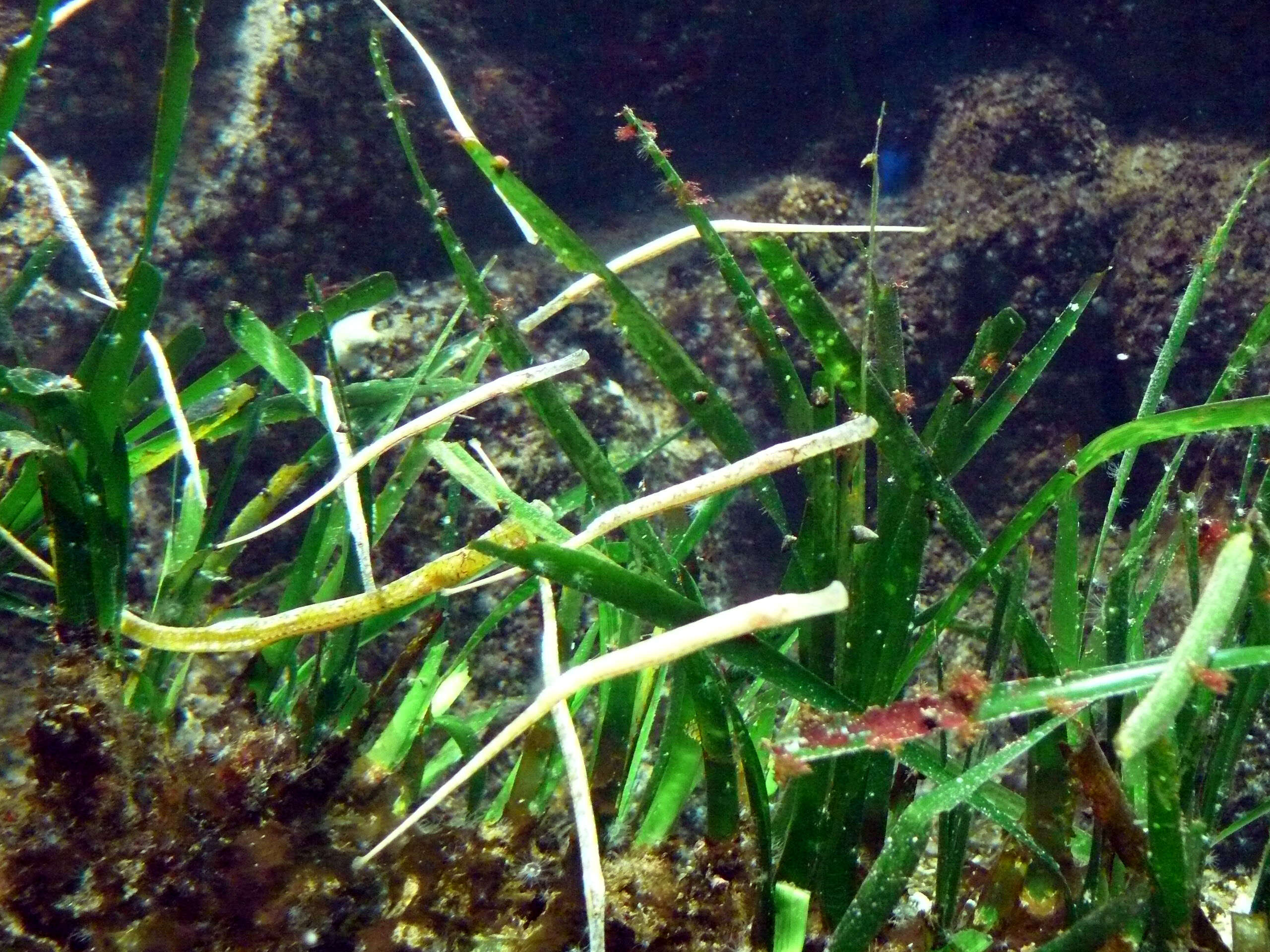 Image of Broadnosed Pipefish