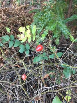 Imagem de Rosa gymnocarpa subsp. gymnocarpa