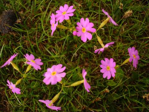 Plancia ëd Primula farinosa L.