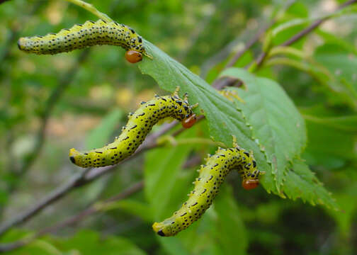 Image of Birch Sawfly