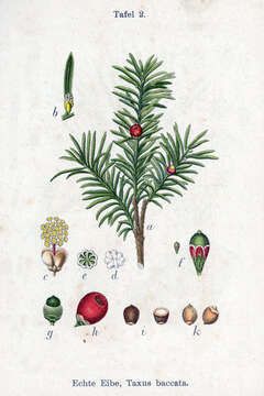 Image of English yew