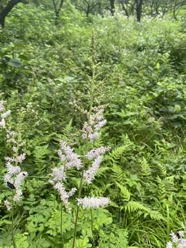 Image of Astilbe microphylla Knoll