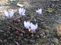 Слика од Cyclamen hederifolium Aiton