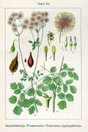 Image of Thalictrum aquilegiifolium