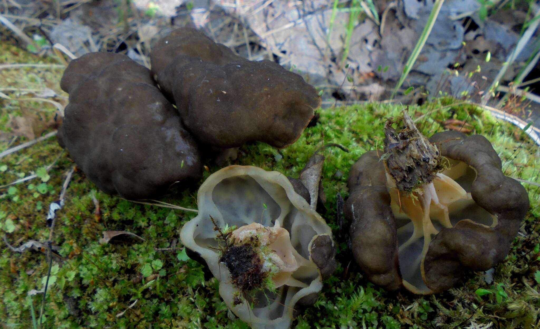 Image of Gyromitra sphaerospora (Peck) Sacc. 1889