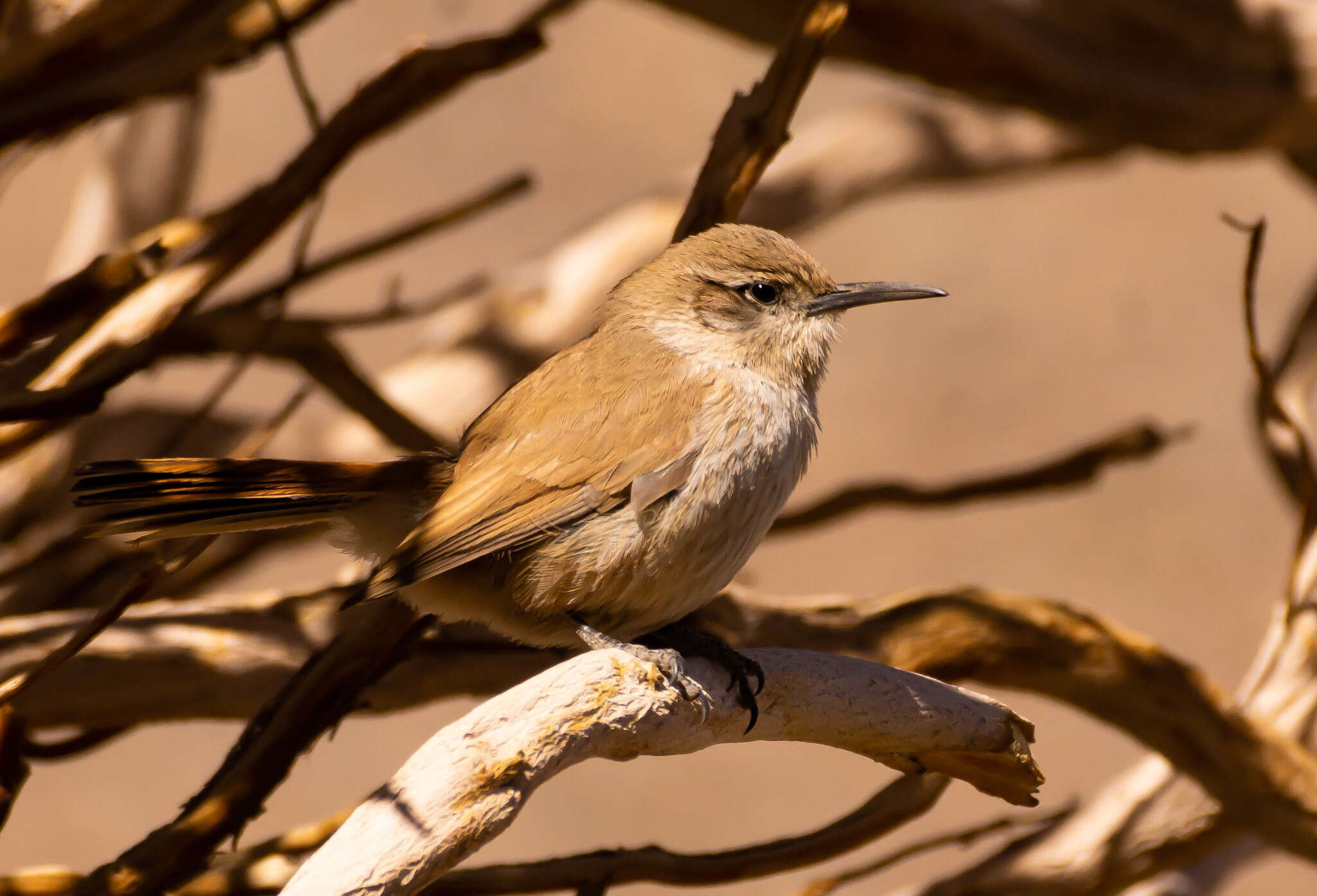 Image of Straight-billed Earthcreeper