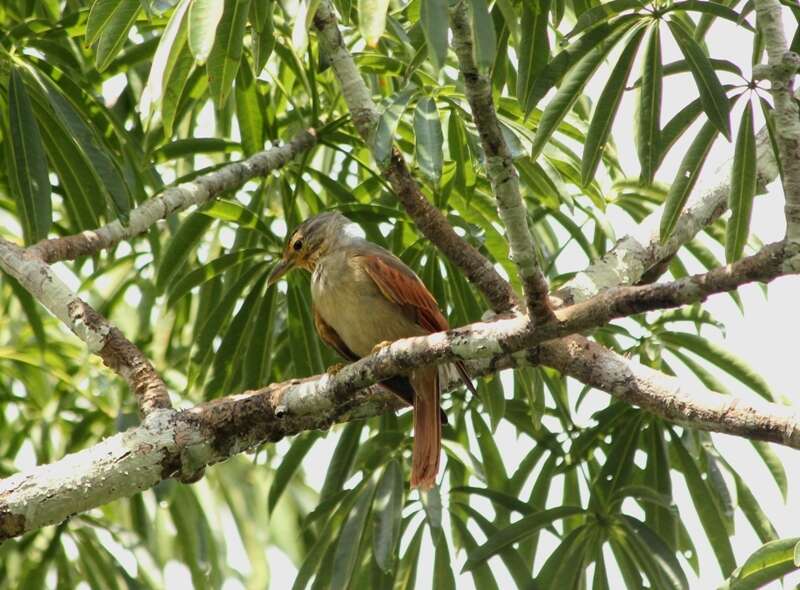 Image of Chestnut-winged Foliage-gleaner