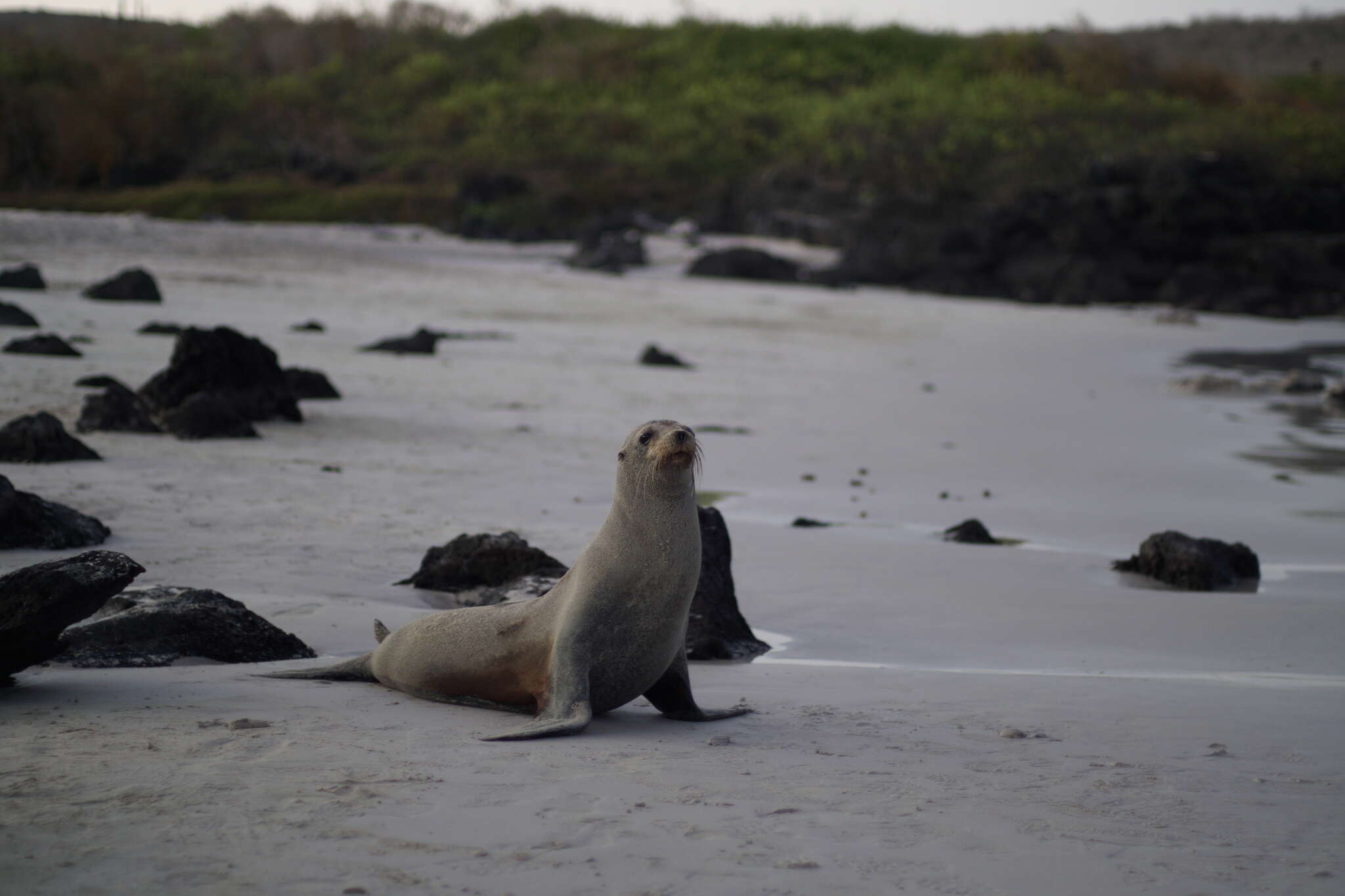 Image of Sea Lion