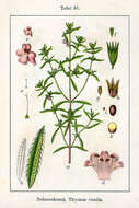 Image of summer savory