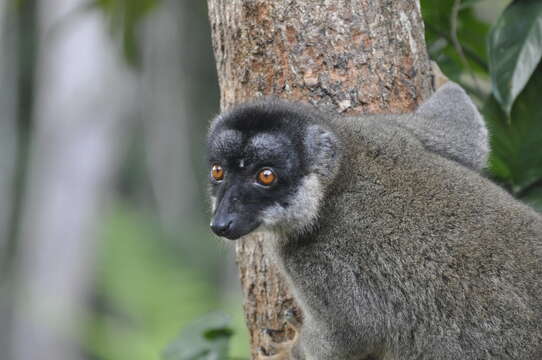 Image of brown lemur