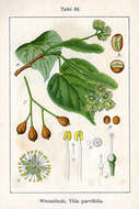 Image of Littleleaf Linden