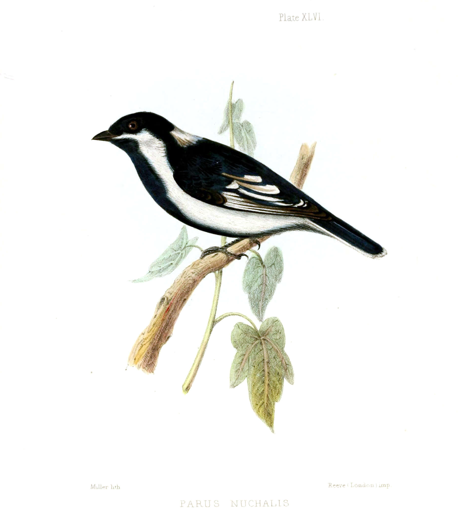 Image of chickadees and titmice