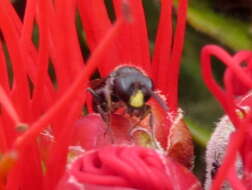 Imagem de Hylaeus difficilis (Perkins 1899)