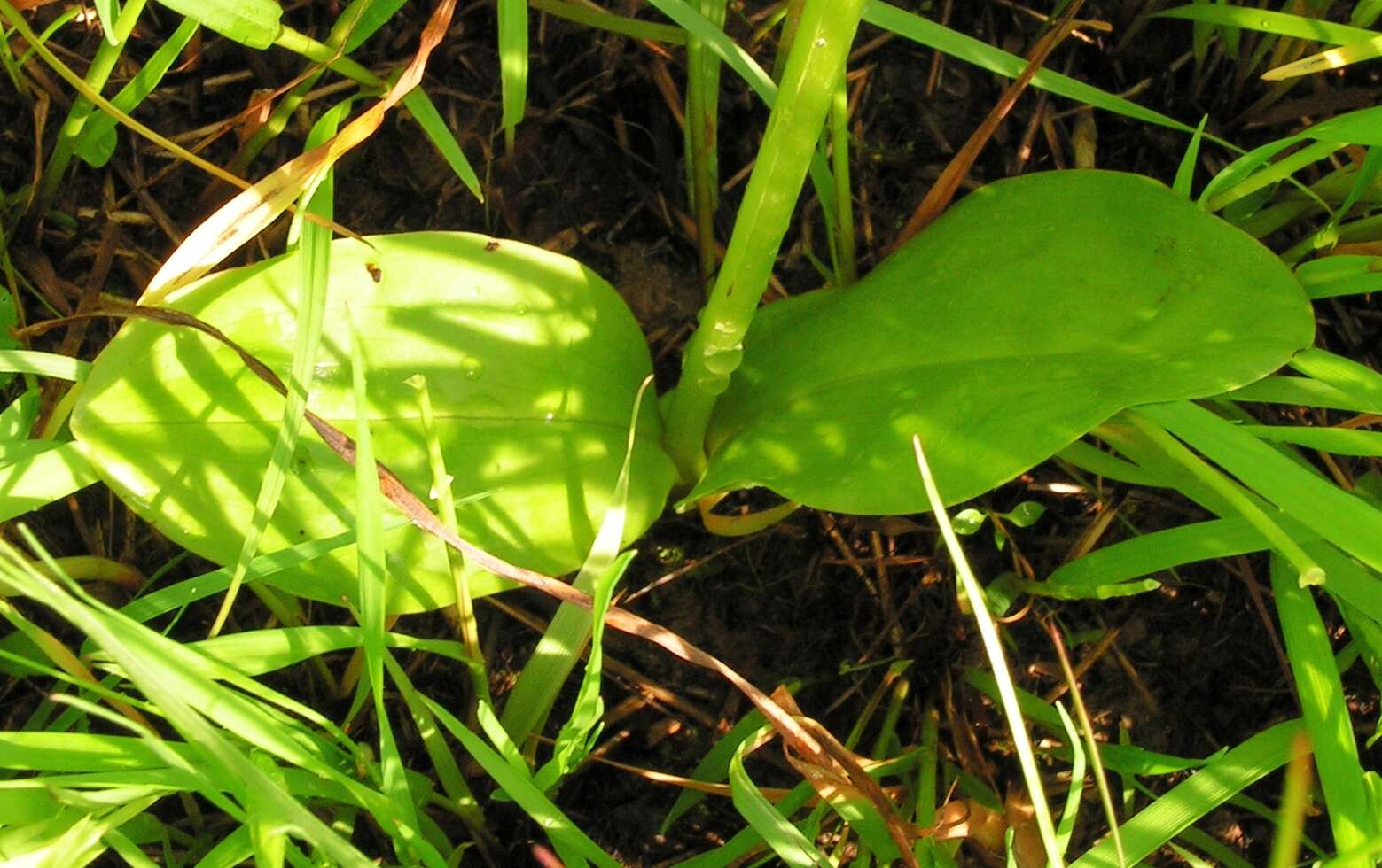 Image of lesser butterfly-orchid