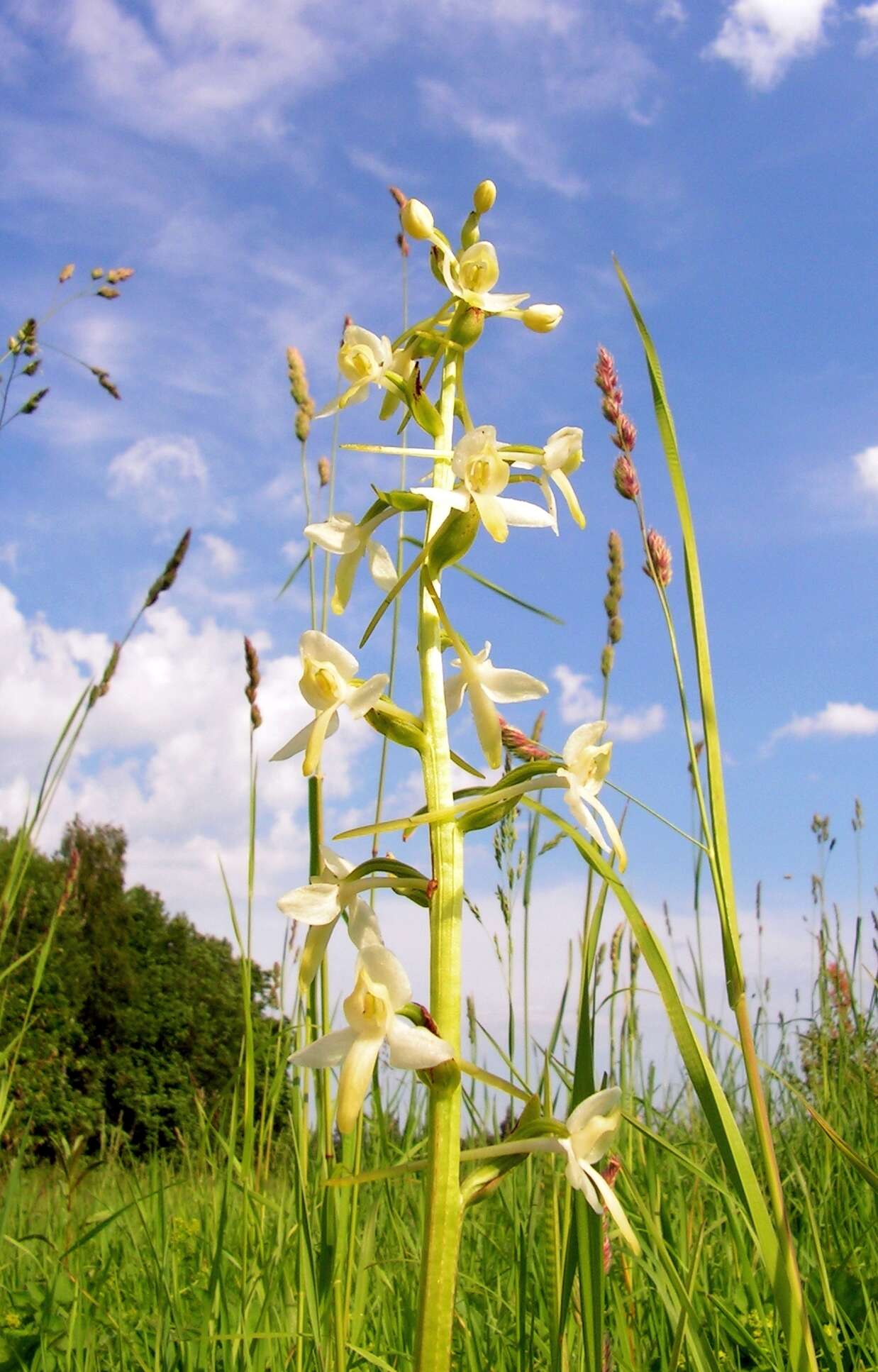 Image of lesser butterfly-orchid