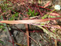 Imagem de Panicum humile Steud.