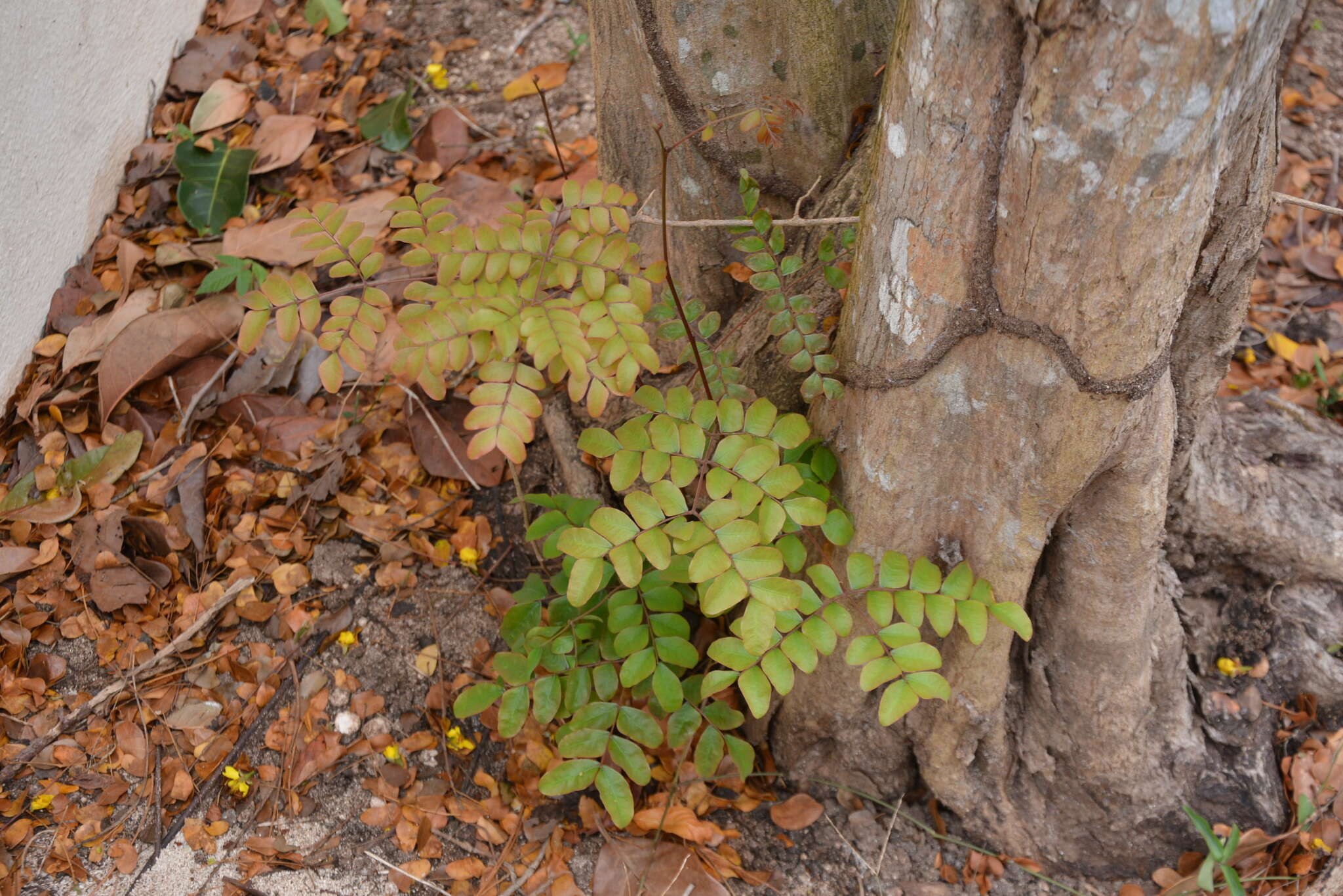 Image of <i>Cenostigma gaumeri</i>