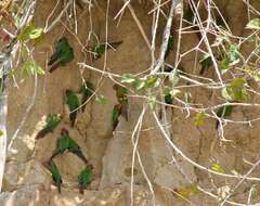 Image of Rose-fronted Parakeet