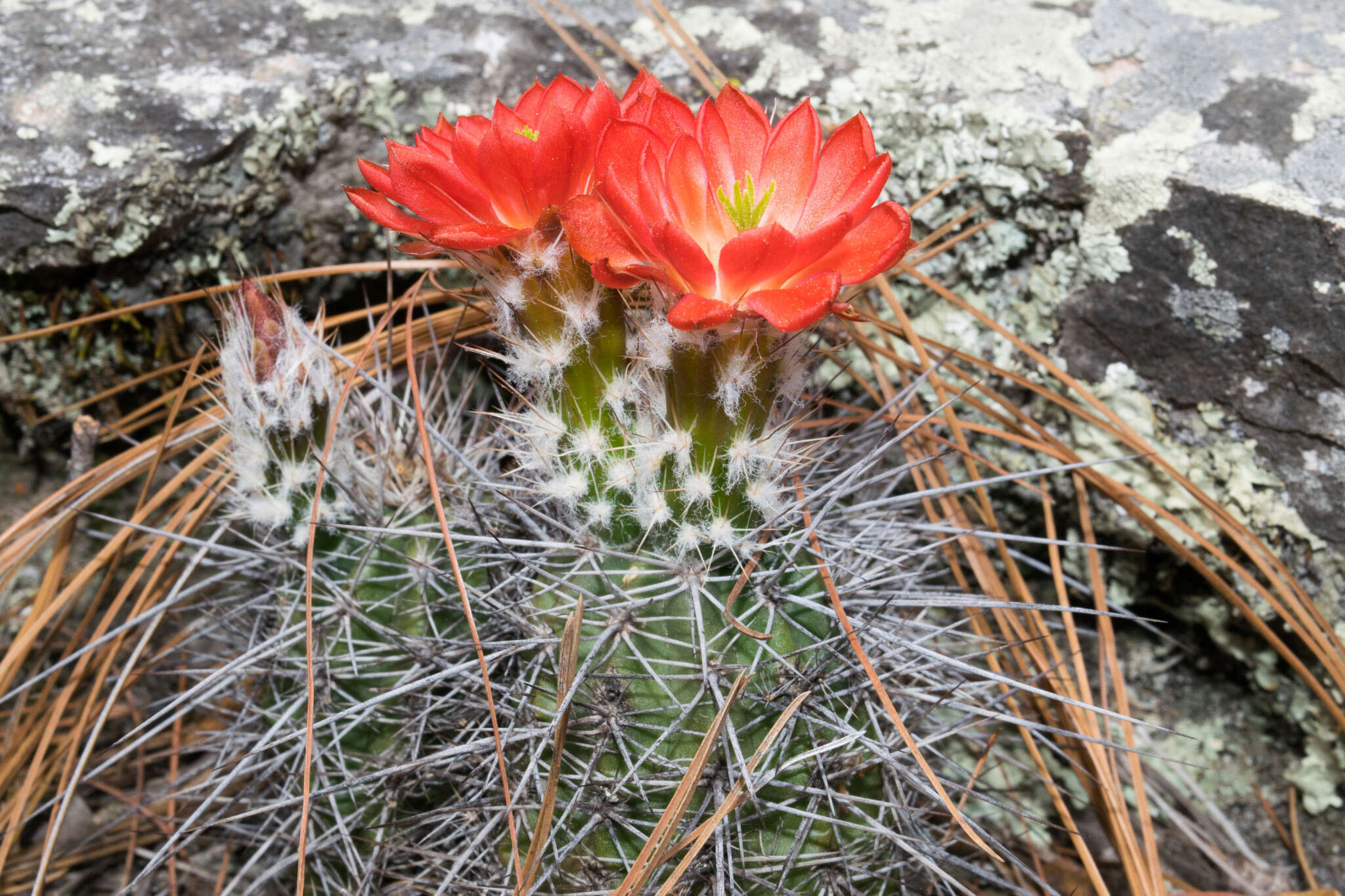 Image de Echinocereus polyacanthus Engelm.