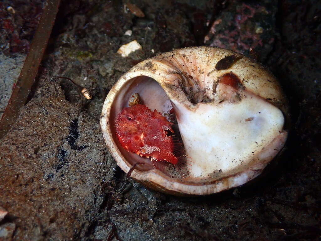 Image de petite poule de mer ronde