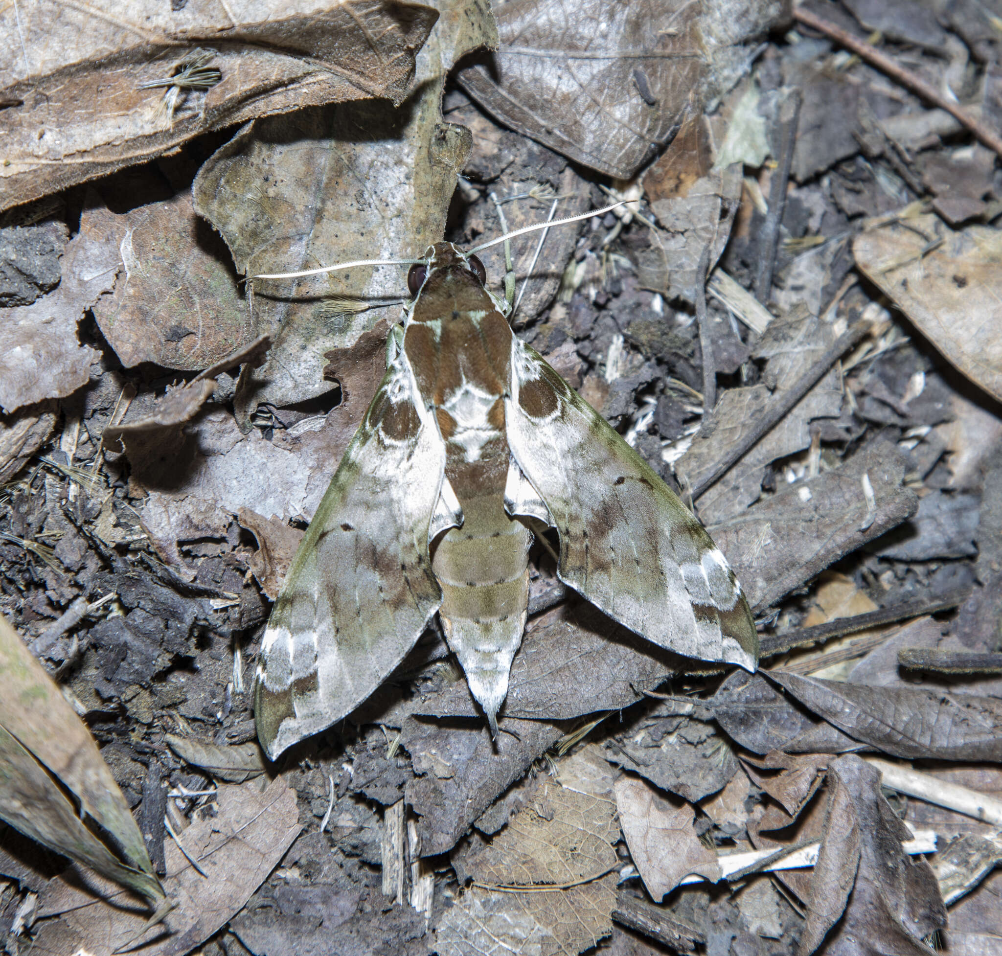 Image of Cechenena helops (Walker 1856)