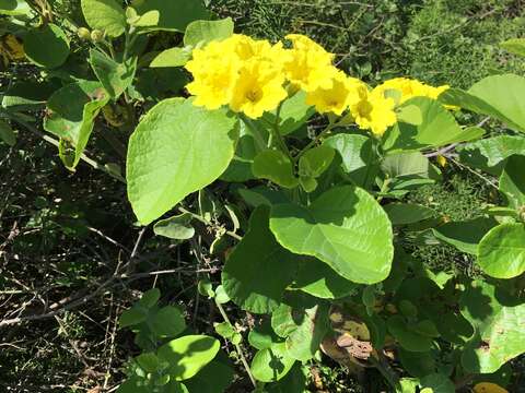 صورة Cordia lutea Lam.